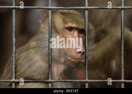 Hamadryas baboon (Papio hamadryas) in den Käfig im Zoo von Lissabon (Jardim Zoologico fahren de Lisboa) in Lissabon, Portugal. Stockfoto