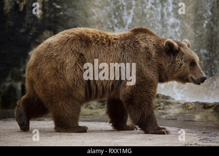 Braunbär (Ursus arctos) in den Zoo von Lissabon (Jardim Zoologico fahren de Lisboa) in Lissabon, Portugal. Stockfoto