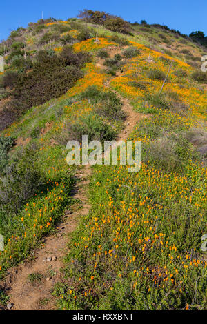Nach Monaten des schweren Regens Mohnblumen und Wildblumen blühen auf die Berge und Hänge der Berge von Santa Ana Orange County, Kalifornien, USA Stockfoto