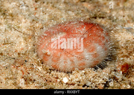 Herz Urchin, möglicherweise Brissus sp. Uepi, Solomon Inseln. Salomo Meer, Pazifik Stockfoto