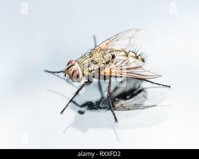 Diptera drosophila insekt auf Glas Fenster fliegen Stockfoto