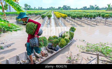 Landwirt rudern Gänseblümchen Garten Ernte knospen Blumentöpfe auch an Händler vergeben ferne Frühling Morgen in Sa Dez Dorf Blume Stockfoto