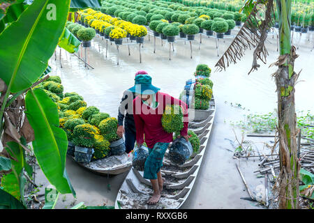 Landwirt rudern Gänseblümchen Garten Ernte knospen Blumentöpfe auch an Händler vergeben ferne Frühling Morgen in Sa Dez Dorf Blume Stockfoto