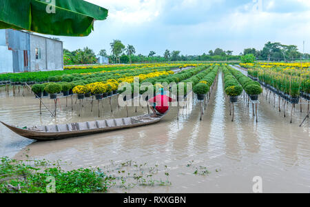 Landwirt rudern Gänseblümchen Garten Ernte knospen Blumentöpfe auch an Händler vergeben ferne Frühling Morgen in Sa Dez Dorf Blume Stockfoto