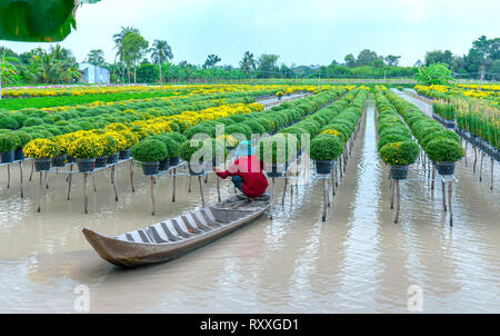 Landwirt rudern Gänseblümchen Garten Ernte knospen Blumentöpfe auch an Händler vergeben ferne Frühling Morgen in Sa Dez Dorf Blume Stockfoto