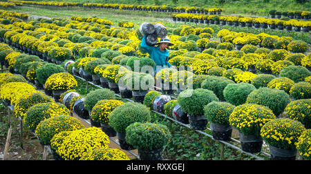 Landwirt rudern Gänseblümchen Garten Ernte knospen Blumentöpfe auch an Händler vergeben ferne Frühling Morgen in Sa Dez Dorf Blume Stockfoto