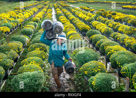 Landwirt rudern Gänseblümchen Garten Ernte knospen Blumentöpfe auch an Händler vergeben ferne Frühling Morgen in Sa Dez Dorf Blume Stockfoto