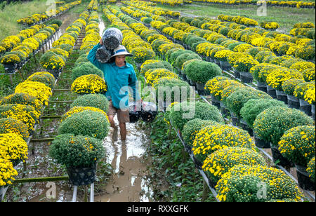 Landwirt rudern Gänseblümchen Garten Ernte knospen Blumentöpfe auch an Händler vergeben ferne Frühling Morgen in Sa Dez Dorf Blume Stockfoto