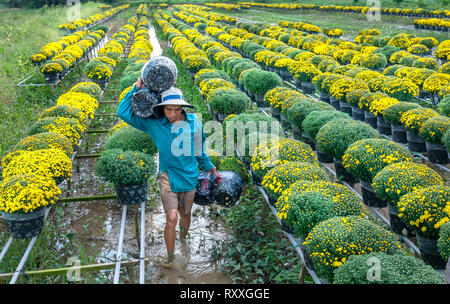 Landwirt rudern Gänseblümchen Garten Ernte knospen Blumentöpfe auch an Händler vergeben ferne Frühling Morgen in Sa Dez Dorf Blume Stockfoto