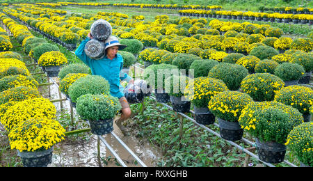 Landwirt rudern Gänseblümchen Garten Ernte knospen Blumentöpfe auch an Händler vergeben ferne Frühling Morgen in Sa Dez Dorf Blume Stockfoto