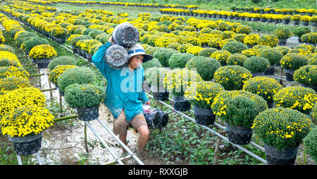 Landwirt rudern Gänseblümchen Garten Ernte knospen Blumentöpfe auch an Händler vergeben ferne Frühling Morgen in Sa Dez Dorf Blume Stockfoto