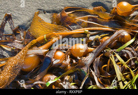 Riesige blase Kelp (Macrocystis Pyrifera) gewaschen bis auf sandigen Middle Beach, Tofino, Britisch-Kolumbien, Kanada Stockfoto