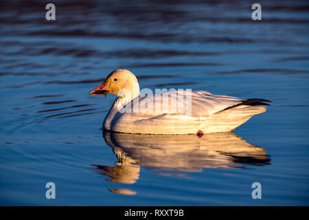 Snow Goose (Chen Caerulescens), Swan Lake, Victoria, Vancouver Island, BC, Kanada Stockfoto
