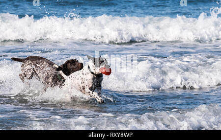 Zwei Hunde spielen in den Ozean mit einem roten Ball in der Brandung Stockfoto