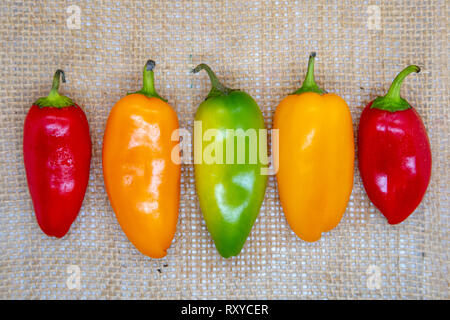 Lebendige Farben mini Capsicums in einer Reihe auf einem hessischen Hintergrund Stockfoto