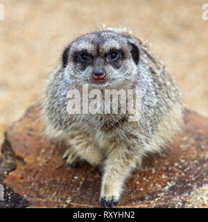 Erdmännchen oder Erdmännchen (Suricata suricatta), captive Tier, auf einem Baumstumpf. Stockfoto