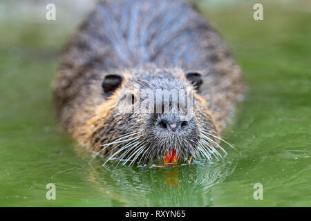 Bisamratte (Ondatra zibethica) im Frühjahr See mit Berg Stockfoto