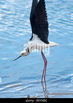 Australian pied/Schwarz - geflügelte Stelzenläufer Himantopus himantopus, mit ausgebreiteten Flügeln und langen roten Beine im Wasser, in der Luft Stockfoto
