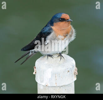 Willkommen Schwalbe Hirundo neoxena, mit metallisch Blau/Schwarz & orange Federkleid Post gegen dunkelgrünen Hintergrund in Australien gehockt Stockfoto