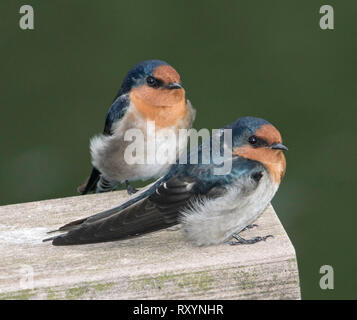 Zwei Willkommen Schwalben Hirundo neoxena, mit metallisch Blau/Schwarz & orange Gefieder auf Holz Geländer gegen dunkelgrünen Hintergrund in Australien Stockfoto