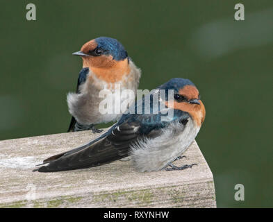 Zwei Willkommen Schwalben Hirundo neoxena, mit metallisch Blau/Schwarz & orange Gefieder auf Holz Geländer gegen dunkelgrünen Hintergrund in Australien Stockfoto