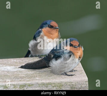 Zwei Willkommen Schwalben Hirundo neoxena, mit metallisch Blau/Schwarz & orange Gefieder auf Holz Geländer gegen dunkelgrünen Hintergrund in Australien Stockfoto