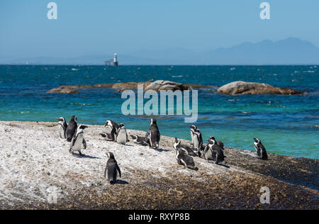 Pinguine am Boulders Beach in Simons Town, Kapstadt, Südafrika Stockfoto