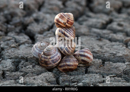 Pyramide der Toten Schneckenhäuser auf Rissige Erde - als Denkmal zu Dürre und globale Erwärmung Stockfoto