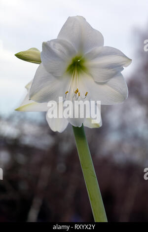 "Intokazi "Hippeastrum, Amaryllis (Hippeastrum x hortorum) Stockfoto