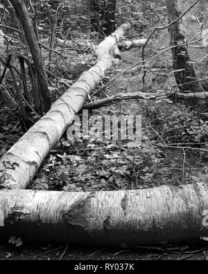 Gefallenen silber Birke Waresley Holz Cambridgeshire England Stockfoto