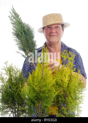 Frauenanteil Gärtner trug Stroh Hut mit Haufen von jungen thuja Bäume auf weißen Posing Stockfoto