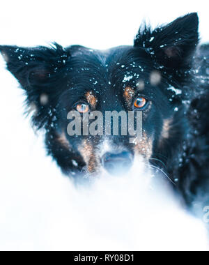 Hund im Schnee spielen Stockfoto