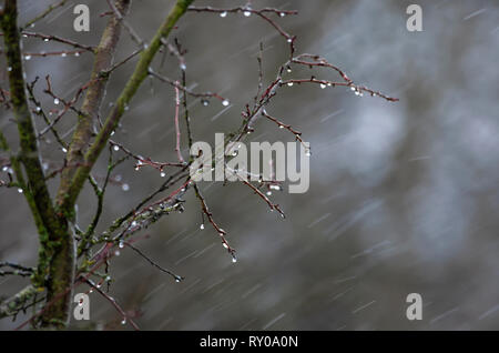 Glänzender Wassertropfen an den Spitzen der Zweige der Regierung Bush im Frühjahr Regen Stockfoto