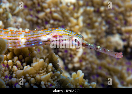 Seenadel (corythoichthys Schultzi des schultzi), Milne Bay, Papua Neu Guinea | Schultz von Seenadeln (Corythoichthys schultzi), Milne Bay, Papua Neu Guinea Stockfoto