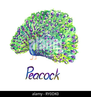 Peacock stehend mit Schwanz geöffnet, isolierte Handgemalten Aquarell Abbildung mit handschriftlichen Aufschrift Stockfoto