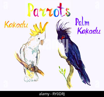Schwarz Palm und weißen Kakadu sitzen auf Zweige, Papageien Sammlung, isolierte Handgemalten Aquarell Abbildung mit handschriftlichen Aufschrift Stockfoto