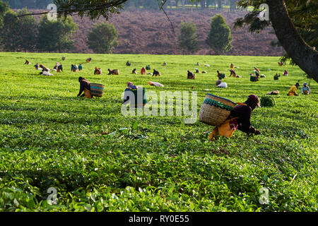 Kenia, Kericho County, Kericho, Kaffee picker Kommissionierung Teeblätter Stockfoto
