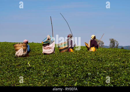 Kenia, Kericho County, Kericho, Kaffee picker Kommissionierung Teeblätter Stockfoto