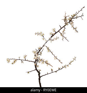 Prunus spinosa, Schlehe aka Schlehe blühen im Frühling, auf weißem Hintergrund. Weiße Blumen zarten, Studio gedreht. Stockfoto