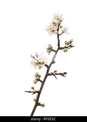 Prunus spinosa, Schlehe aka Schlehe blühen im Frühling, auf weißem Hintergrund. Zarten weißen Blüten, bis detail schließen. Stockfoto