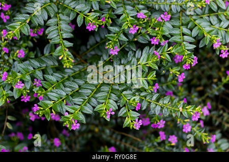 Foto von kleinen violetten Blüten während der Mitte des Tages. Stockfoto