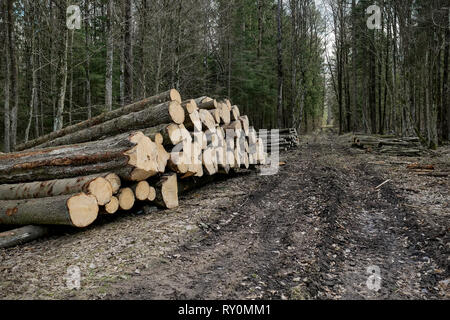 Ernte Protokolle in den Wald. Holzindustrie Stockfoto