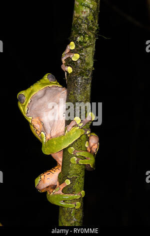 Riesige wächserne Affe Frosch (Phyllomedusa bicolour) zu kleinen Zweig klammert, Manu Nationalpark, Peru, November Stockfoto