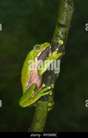 Riesige wächserne Affe Frosch (Phyllomedusa bicolour) zu kleinen Zweig klammert, Manu Nationalpark, Peru, November Stockfoto