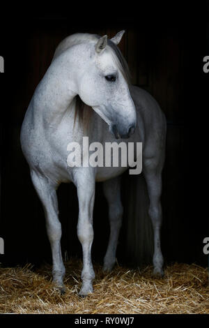 Andalusier, PRE, Schimmel, Malaga, Spanien Stockfoto