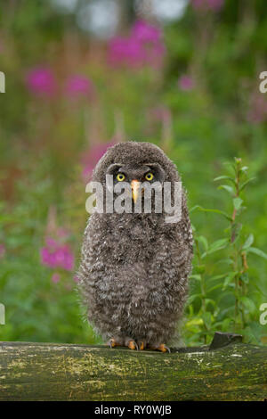 , Aestling, Bartkauz (Strix Nebulosa), Deutschland, Stockfoto