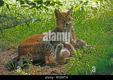 Mit Jungtier eurasischer Luchs (Lynx lynx), Stockfoto