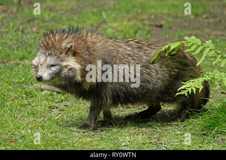 Marderhund (Nyctereutes procyonoides) Stockfoto