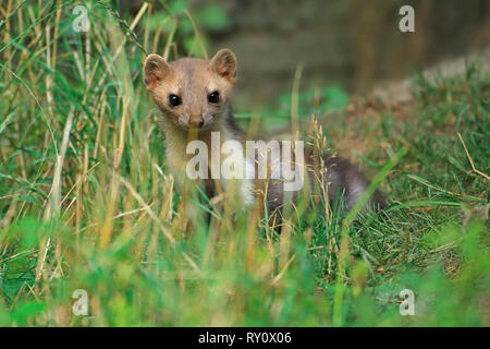 Steinmarder (Martes foina), Deutschland Stockfoto