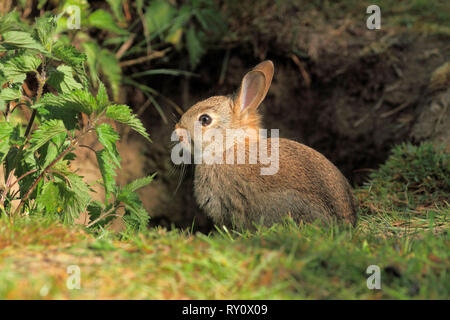 Wildkaninchen (Oryctolagus cuniculus), Deutschland, Kaninchenbau Stockfoto